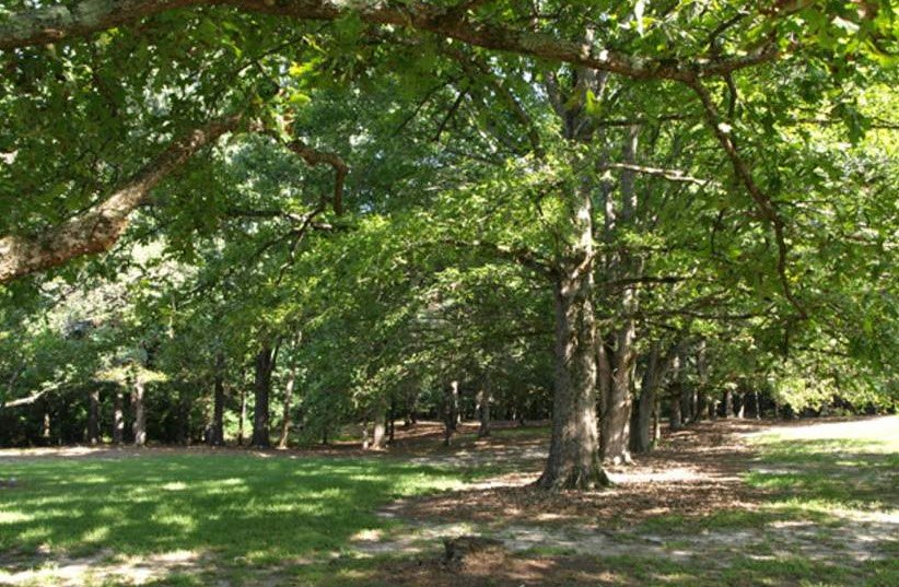 Thompson Mills Forest - Georgia State Arboretum, United States